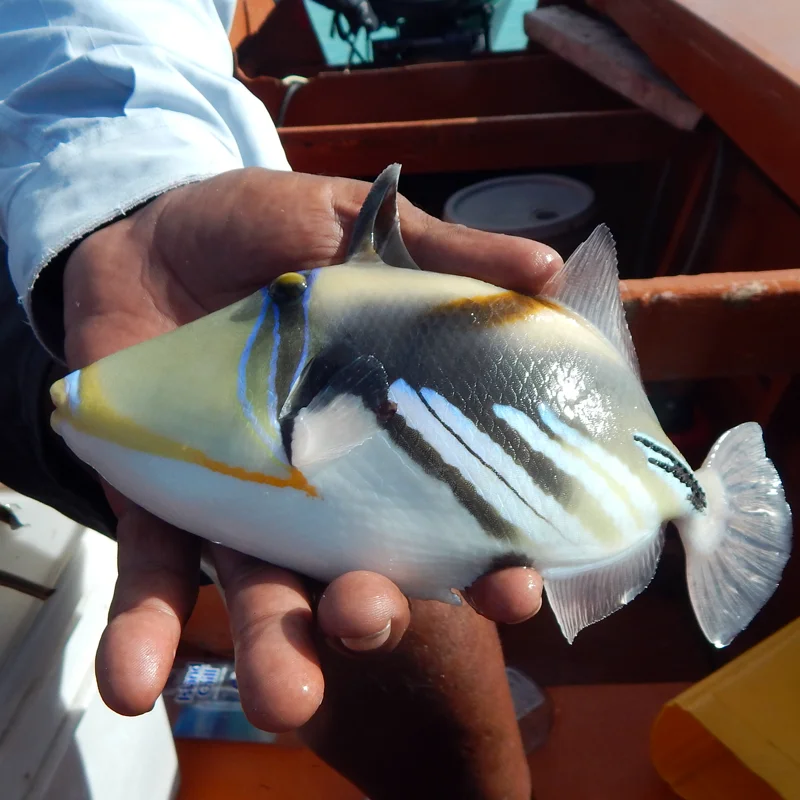 Picasso Triggerfish The beautiful Picasso Triggerfish are one of the species at The Villages on Christmas Island.