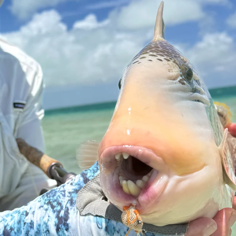 Triggerfish Teeth Mike showing a Triggerfish's teeth during a Fishing with Larry hosted week at The Villages on Christmas Island.